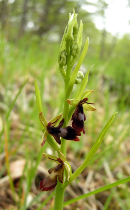 Ophrys insectifera